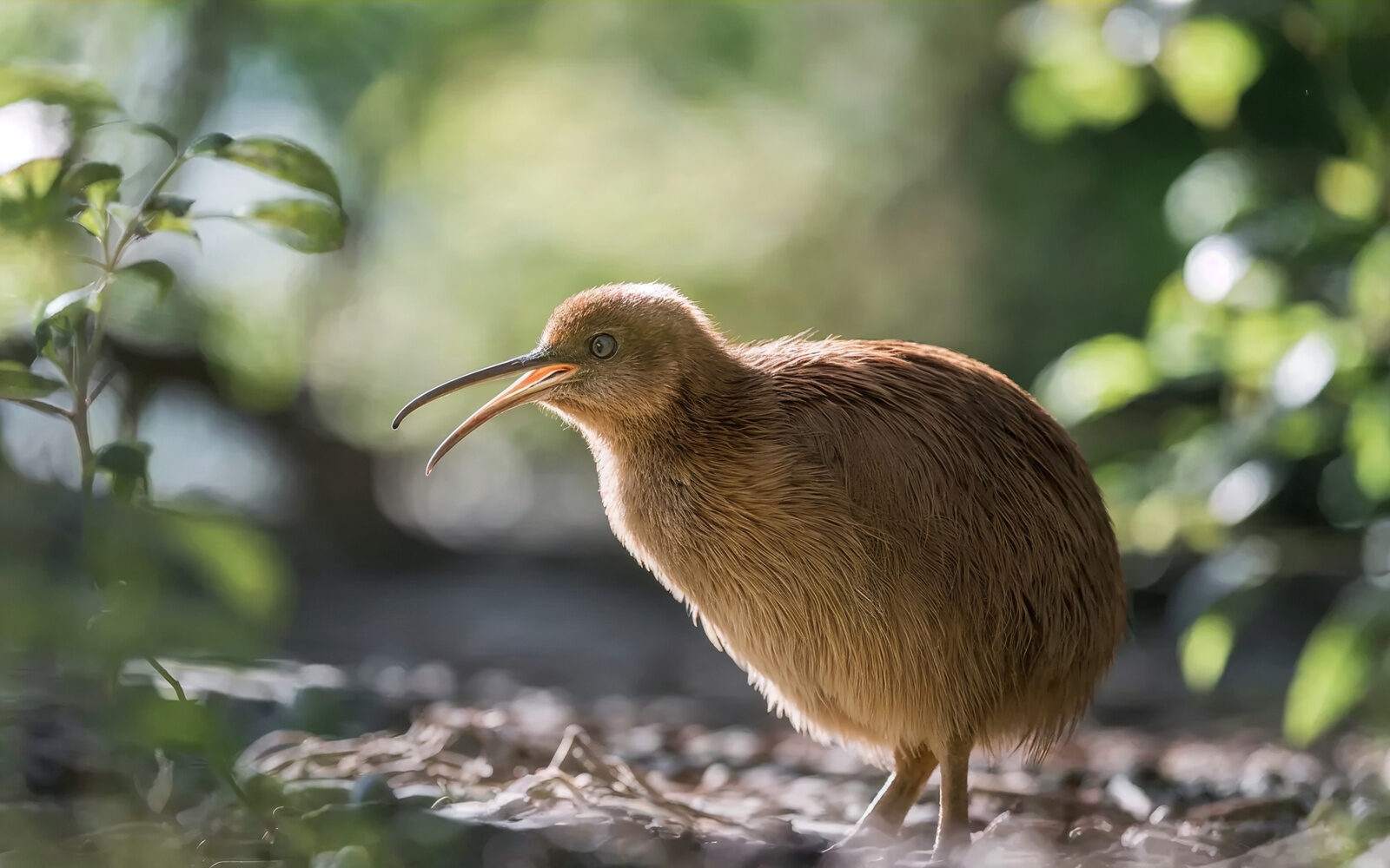Look out for the North Island brown kiwi, New Zealand’s iconic flightless bird, found in forests and scrub across parts of the North Island.