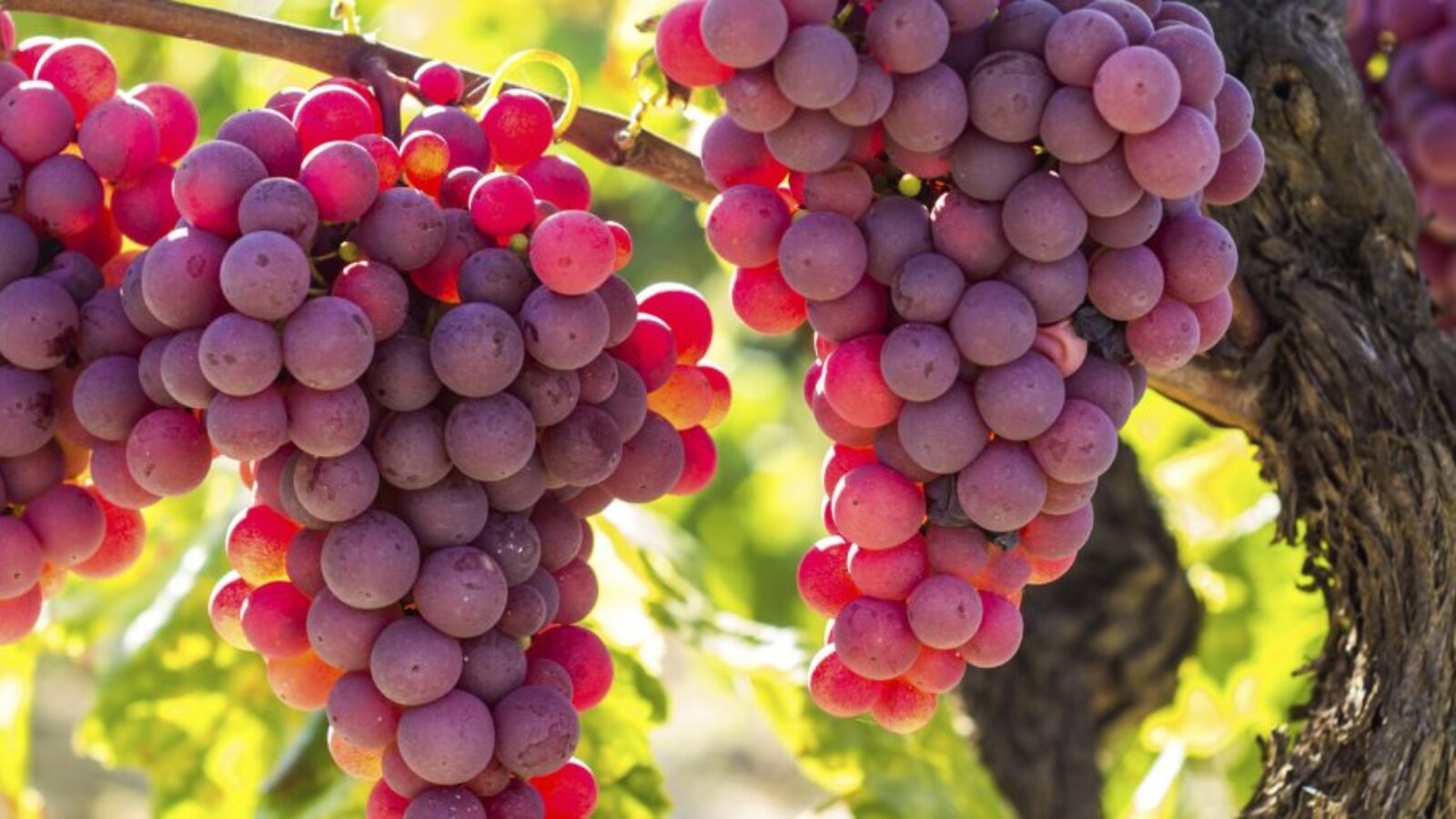 rioja-grapes-spain