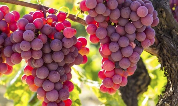 rioja-grapes-spain
