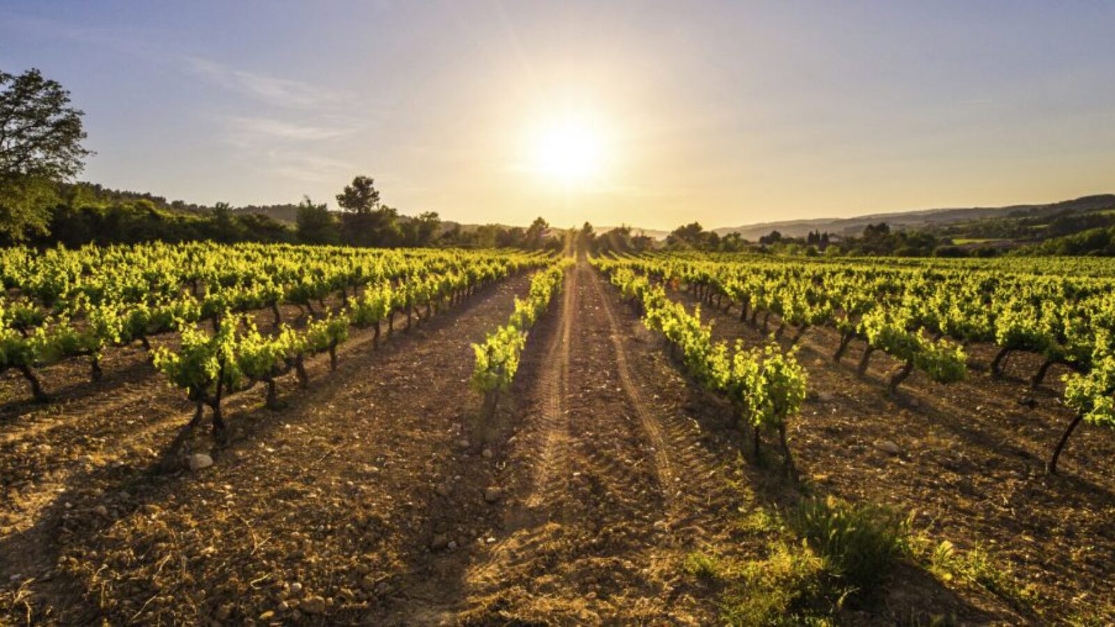 vineyard-spain