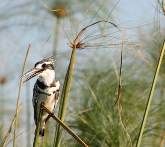 A bird perches on a reed in the middle of Botswana's Okavango Delta.